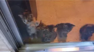 قطة لل تبني