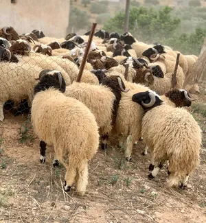 Sheep2