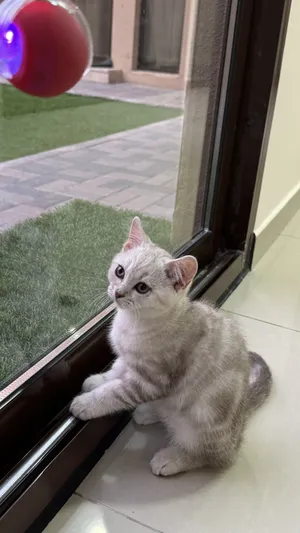 ‏سكوتش فولد‏3
