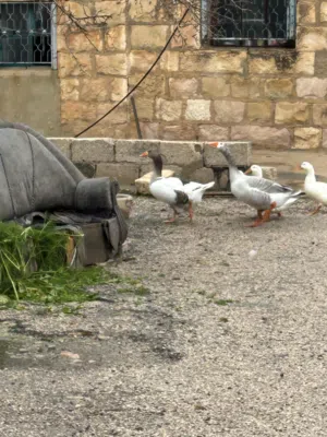 جوز وز ذكر و أنثى  فقط