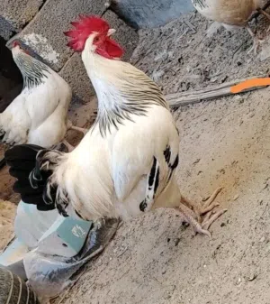 ثلاثة فراريج للبيع