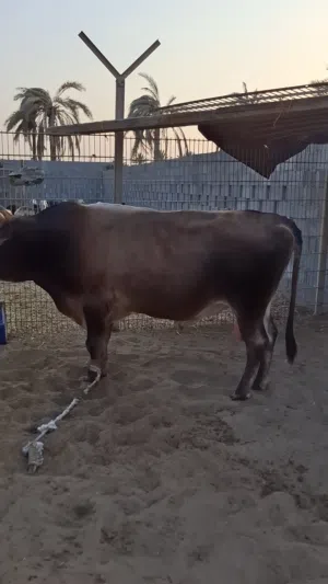 ماشاءالله تبارك الرحمن ثور سمين فل شوفت العين