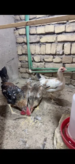 متاح طخم من احفاد جلمود اقرا الوصف