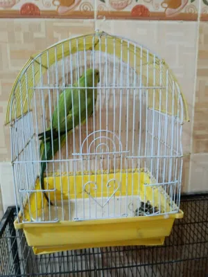 ببغاء دره عندي ذكر و روز