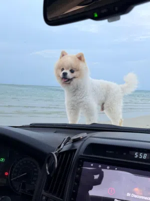 Pomeranian pure mini