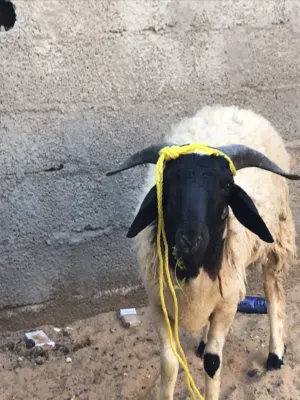 السلام عليكم ورحمة الله موجود خروف العمر 13 شهر لكن في حبا جنب الودن يلي عل اليمين