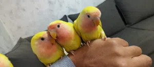 طيور روز اليف ولعوب