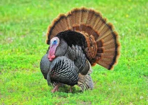 turkey birds