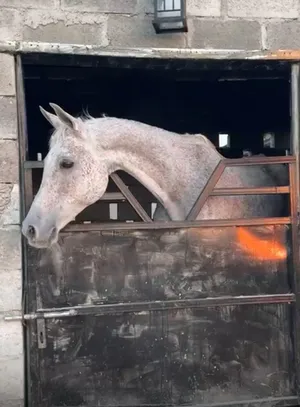 ‏خيل‏1