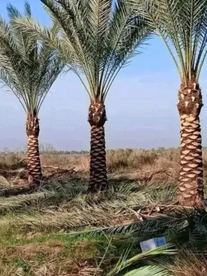نخيل مثمر نخيل واشنطونيا الزينة
