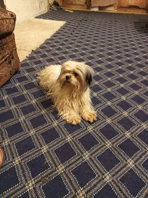Shih Tzus1