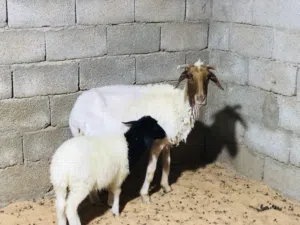 السلام عليكم نعجه لبيع ولده تحتها فطيمه