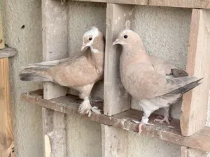 زوج مخاليف اصفر للبيع 8 الاف دينار