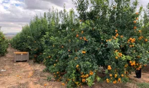 فرصه استثماريه مميزه بياره موازيه للمعبر تماما على شارعين