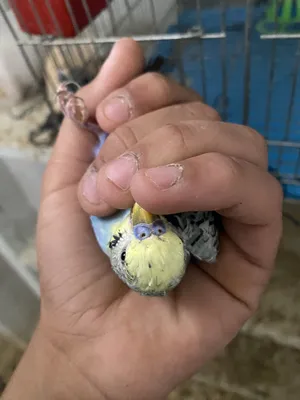 Birds3