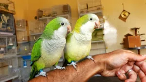 زوج ببغاء كويكر (Quaker Parrot)