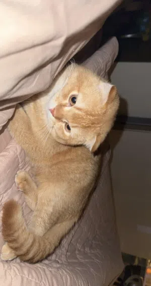 سكوتش فولد