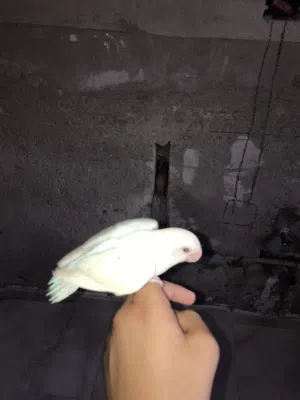 عصفور بركاديلو البينو عين حمراء