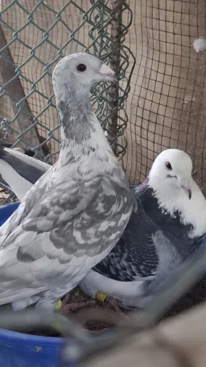 حمام زينة ازواج وحجول زينة للحمام