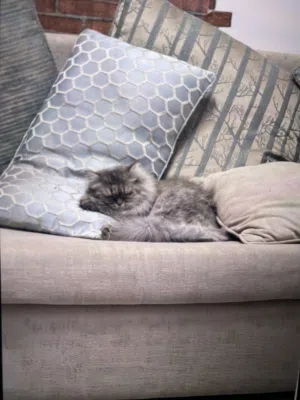 قطط شيرازي وسكوتشي