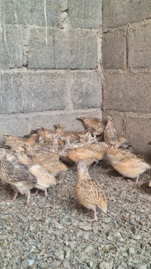 سمان للبيع
