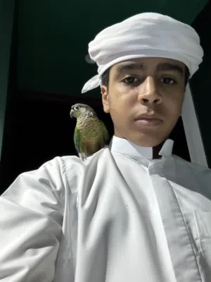 الببغاء كنيور جرين شيك مدرب و أليف و لعوب ومع قفص