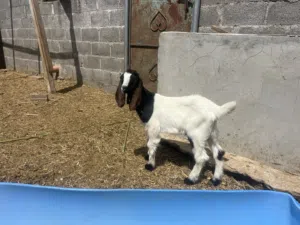 البيع تيس باكستاني