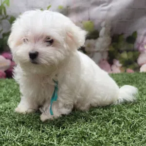 Adorable Young White Puppy  - Sweet & Playful Companion