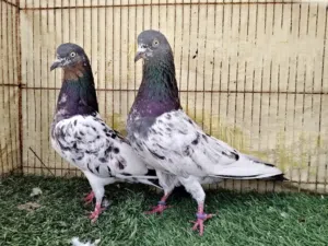 حمام باكستاني مطيار حمام باكستاني للبيع