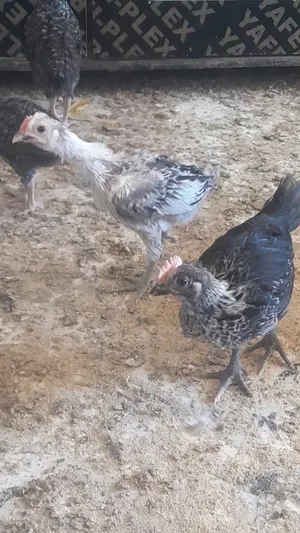 Chickens4