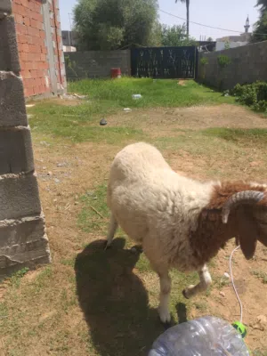 خروف ربي بارك لا حول ولا قوه الا بالله