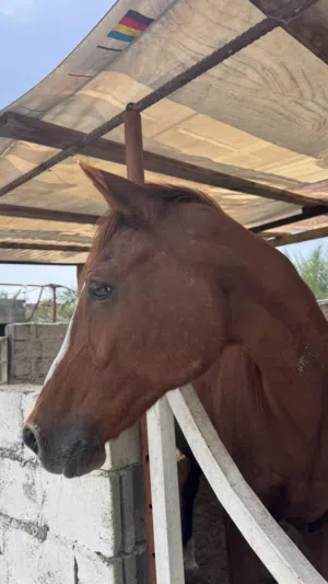 فرس عربيه للبيع