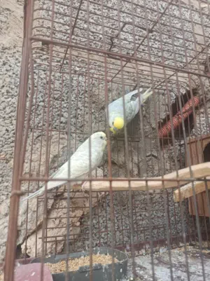 ريمبو   للبيع