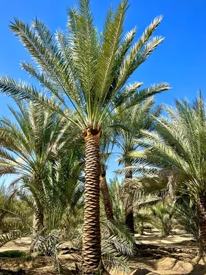 Date Palm Trees