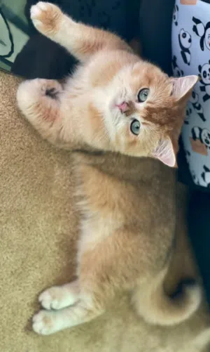 ذكر برتش جولدن NY 11  للتزاوج  For mating only