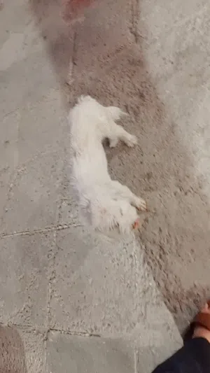 كلب زينه مال بيت نضيف ومرتب ولعوب بي مجال مستعجل علا بيعته