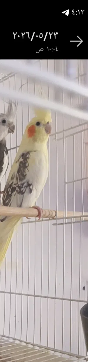 متاح طيره شكريه مسبعه شرط لانتاج والتبزير