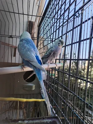 Birds0