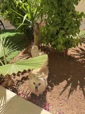 بومرانيان و مالتيز