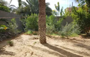 ارض بنص سعر السوق مستعجل فى البيع جزيرة الشريف مابين مقسم النعاجى وجامع فرحات