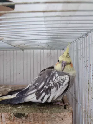 Cocktail bird for sale!