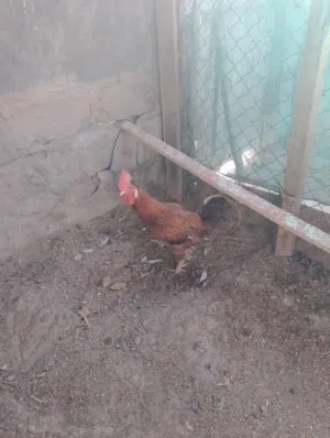 ديج عرب