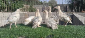 انتاج ديك رومي