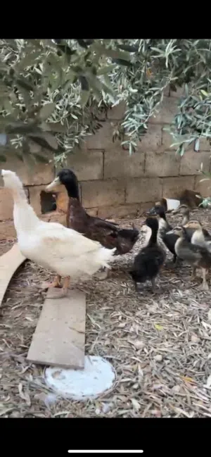 جوز بط مع 7 فراخ