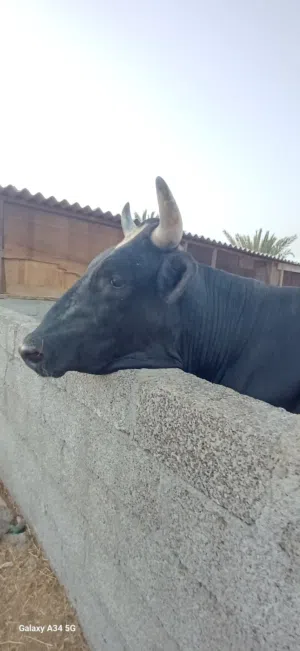ثور هولندي هولشتاين