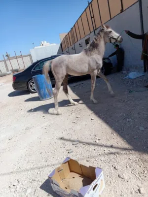 حصان عمر سنتين