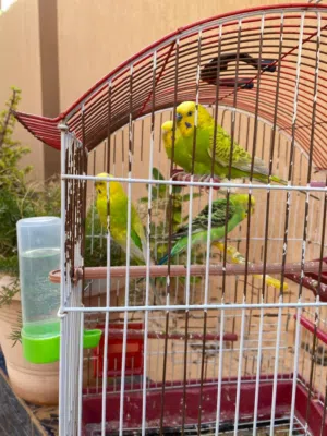 زوز كوبيا بقلينو درجة اولى