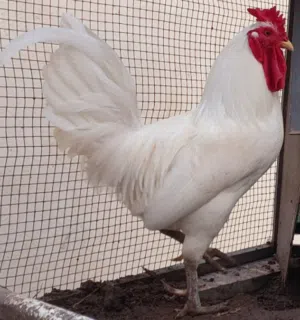 للبيع ديج بحريني