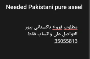 مطلوب فروخ باكستاني بيور التواصل على واتساب  needed Pakistani pure aseel