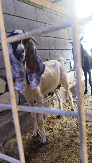 صخول للبيع اقرا الوصف